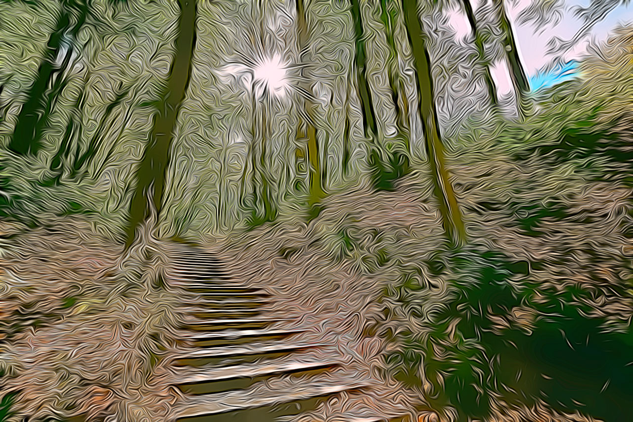 Forest Steps