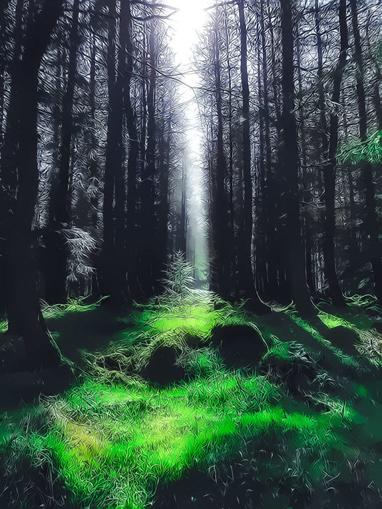 Ireland - Green Forest