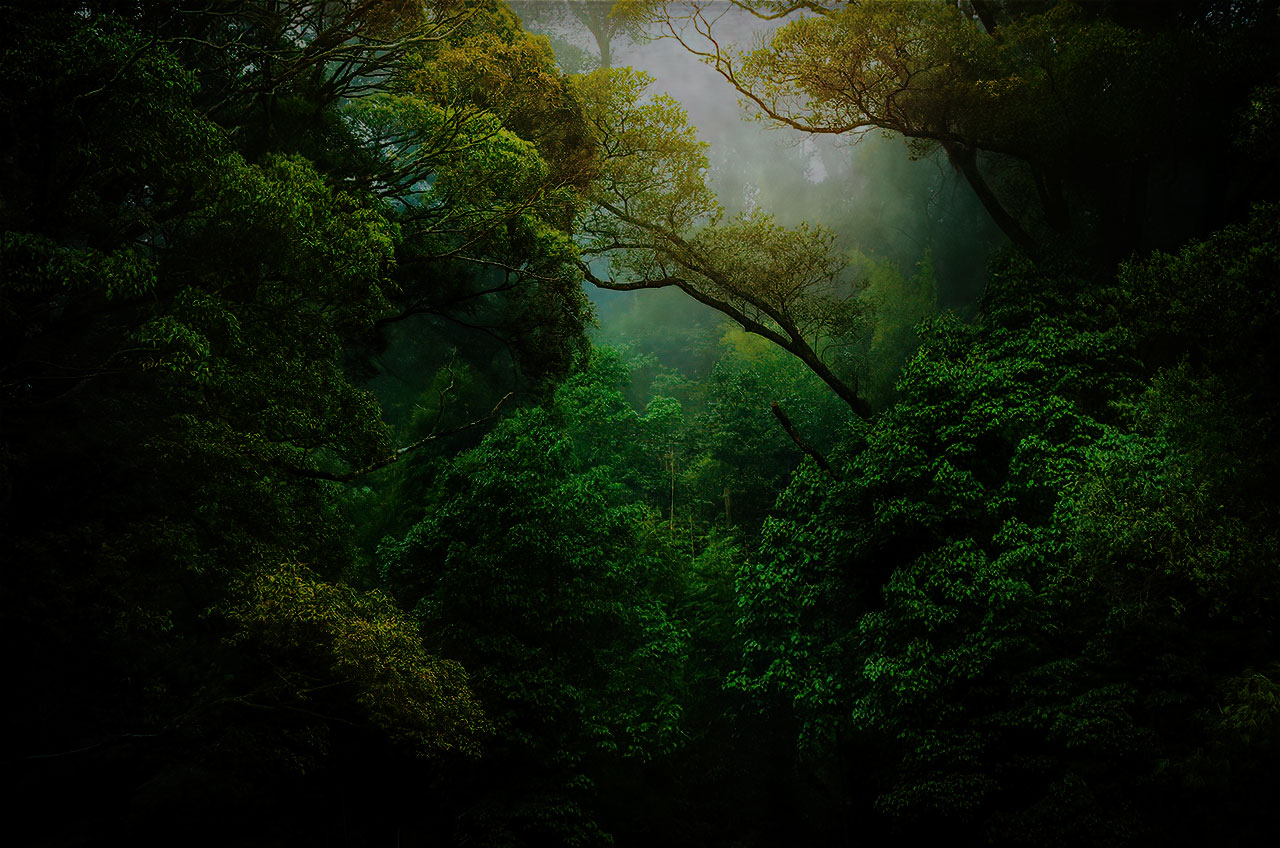 Deep green forest